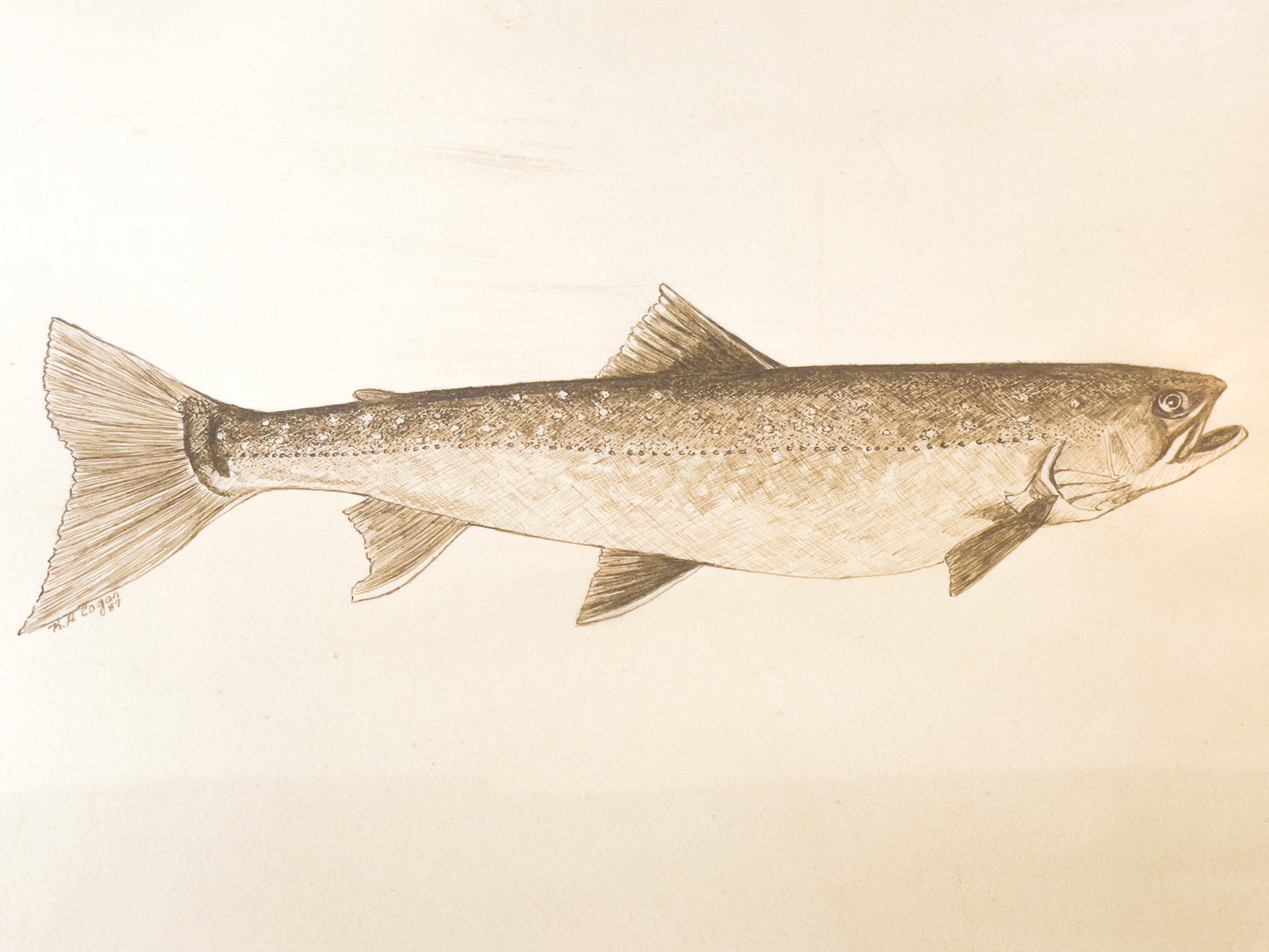 Framed Trout Artwork